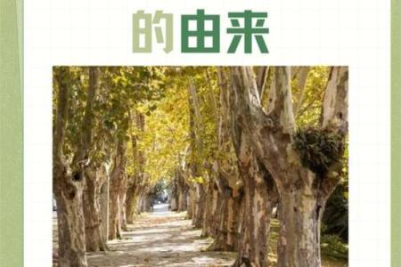 探寻自身的独特魅力:你外貌背后的故事与命运