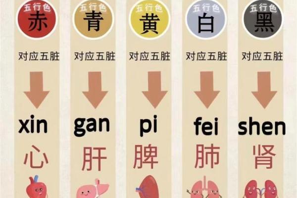 探索肺与五行：揭示金命的神秘秘密