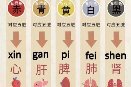 探索肺与五行：揭示金命的神秘秘密