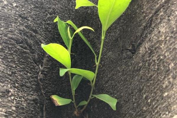 探寻生命的脆弱与坚韧——《凭什么要了我的命》的深层解读