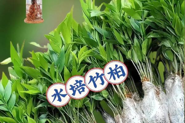 土命人适合养哪些水培植物？让生活更添生机与活力！