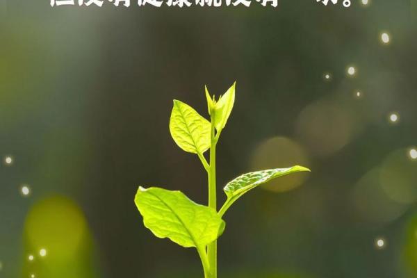 探寻荣华富贵的命：如何实现人生的财富与幸福