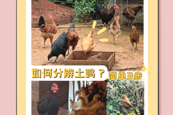 土鸡命：适合从事的行业与人生方向探索