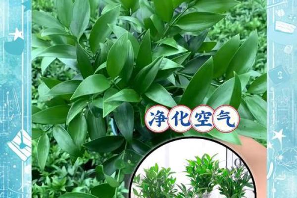 松柏木命人缺水，如何选择水系风水物件提升运势？
