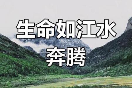 探寻桑柏木命:神秘而富有深意的生命旅程