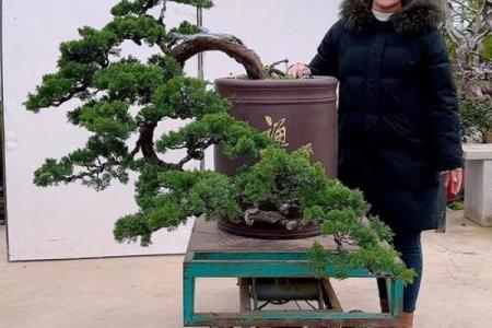 松柏木命人缺水，如何选择水系风水物件提升运势？
