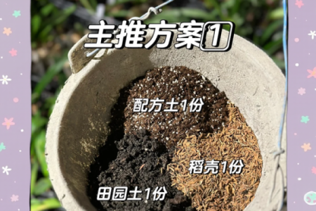 五行土命:如何选择最适合的植物来养护?