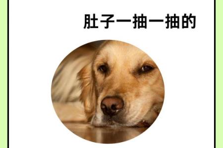 土豪养狗的命:一只狗狗的奢华人生与主人之间的羁绊