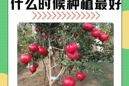 探秘石榴木命:适合的颜色与生活风水秘籍