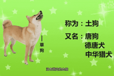 土狗的命:从民间信仰看土狗的特殊地位与象征意义