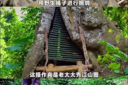 寻觅命里的树洞:探索内心深处的庇护所