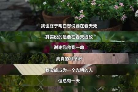探寻官命女的命格秘密:如何决定她们的前途与荣耀?