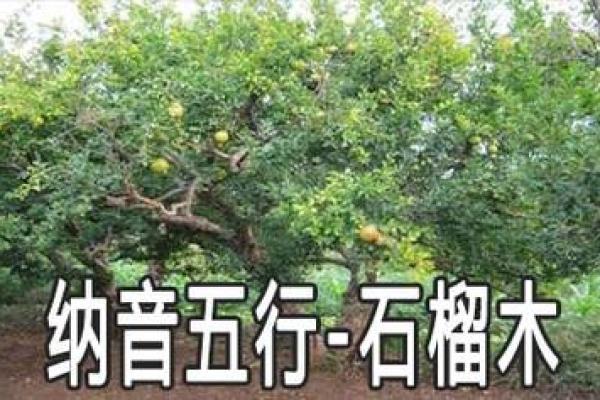 探讨石榴木命：探寻生活中最合适的命运搭配