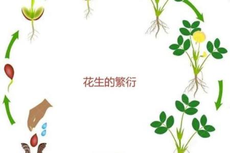 以命续命：探索生命延续的五大必备条件