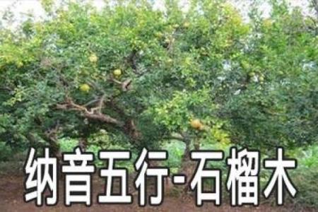 探讨石榴木命:探寻生活中最合适的命运搭配
