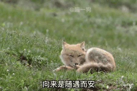 天生贱命的动物:为何它们总是命途多舛?